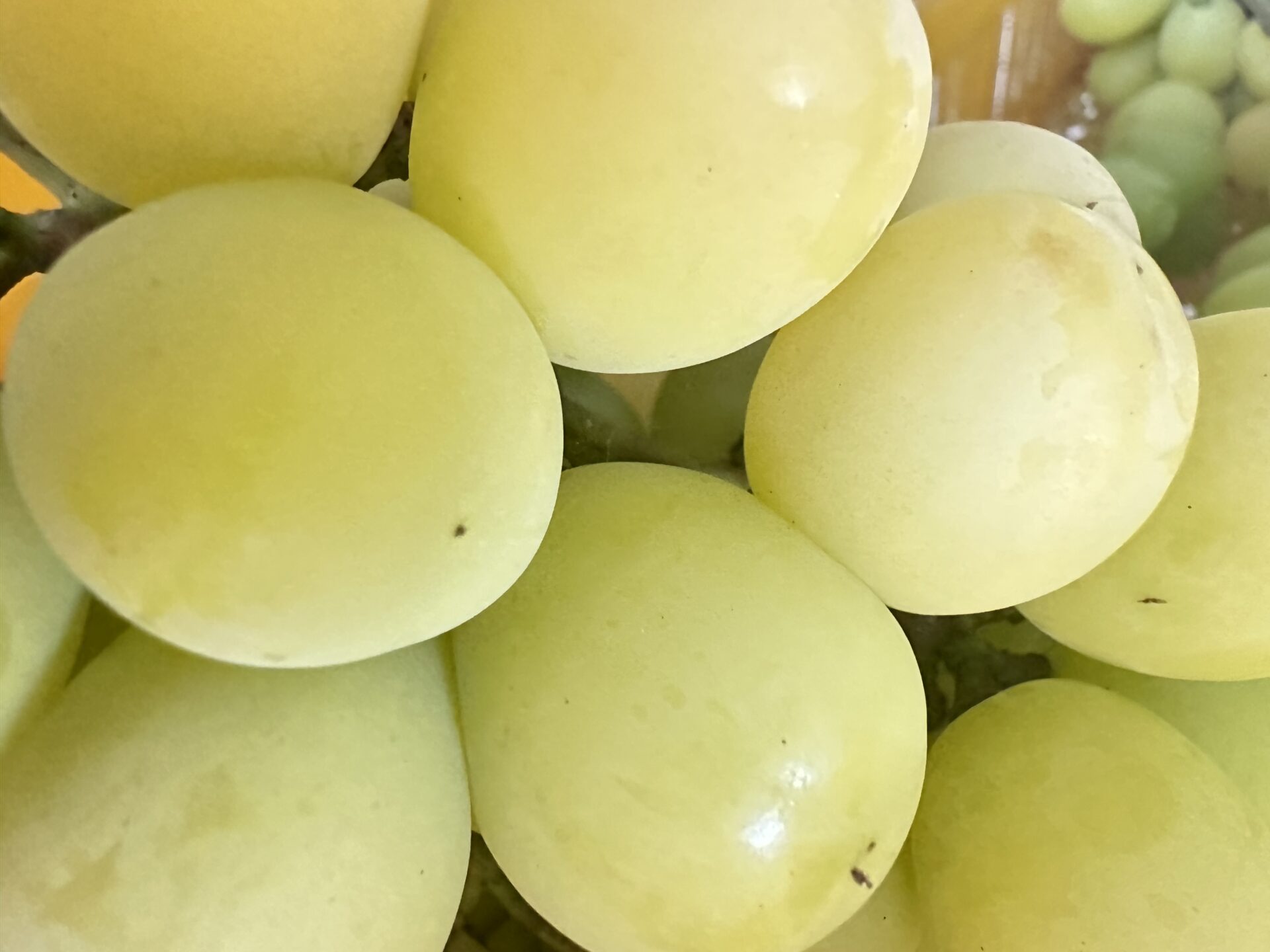 シャインマスカット、サニードルチェも少しずつ♩ | やまふじぶどう園