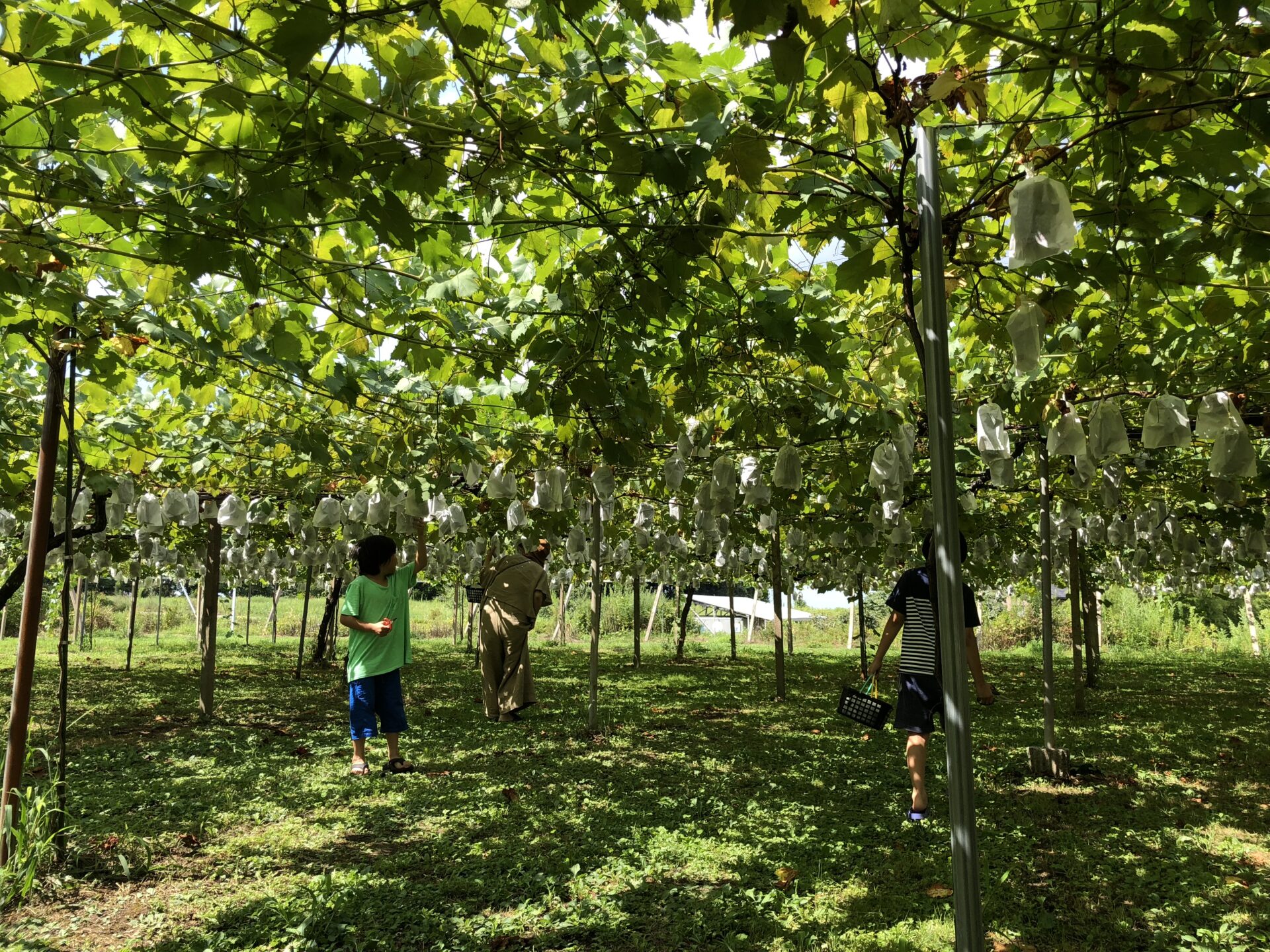 ayaページ　山葡萄の蔓 ayaページ 山葡萄の蔓 使い込むほどに美しく育つ 山葡萄かご