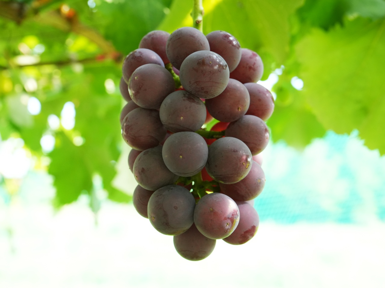 05bf07e1c247b7e6ea299543f6fd52