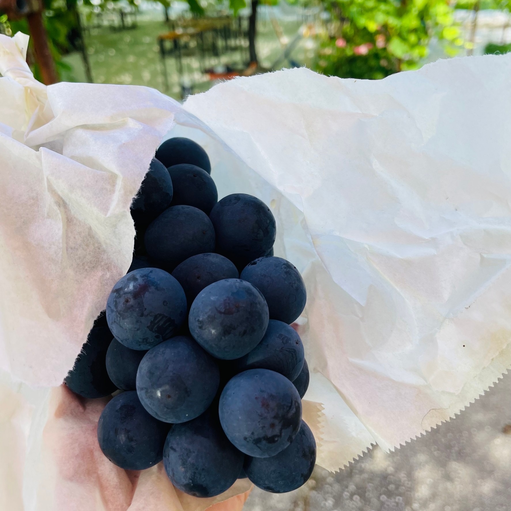 サマーブラックはどんな品種？ 特徴と味わいを紹介！ | やまふじぶどう