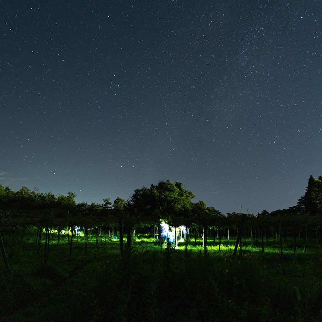 ホーライサンワイナリー