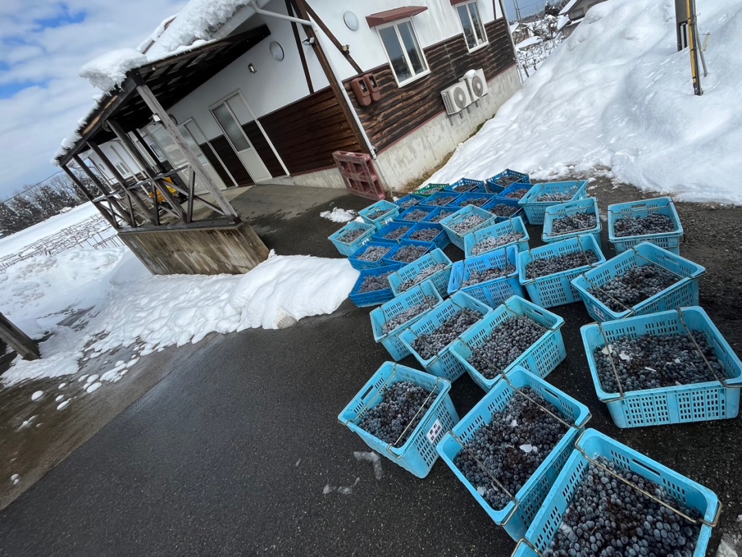 凍ったぶどうを搾って造る甘口！「ほねぬき2024」販売中！ | やまふじ